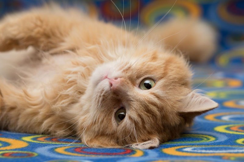 zverikivdar's tweet image. #Москва #ищудом
Настоящий друг выглядит так: усы, лапы и хвост, а сам он огненно-рыжий, зеленоглазый, мудрый, шаловливый.
Цитрусу всего 2 года, он увесистый и полноразмерный кот-бегемот. 
Осчастливить Цитруса предложением руки и сердца можно по телефону.
8-985-364-30-05