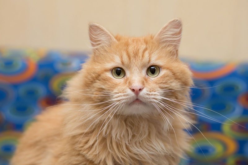 zverikivdar's tweet image. #Москва #ищудом
Настоящий друг выглядит так: усы, лапы и хвост, а сам он огненно-рыжий, зеленоглазый, мудрый, шаловливый.
Цитрусу всего 2 года, он увесистый и полноразмерный кот-бегемот. 
Осчастливить Цитруса предложением руки и сердца можно по телефону.
8-985-364-30-05