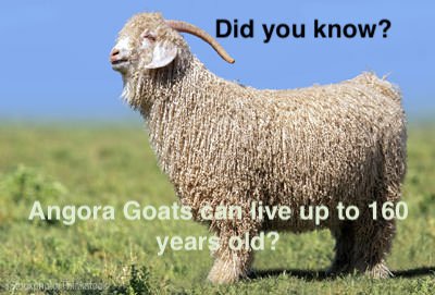 365Animal's tweet photo. Fun Animal Fact #6
#Goat #funfact #animal #cool #truth #Area51 https://t.co/jjHxDzfjkH