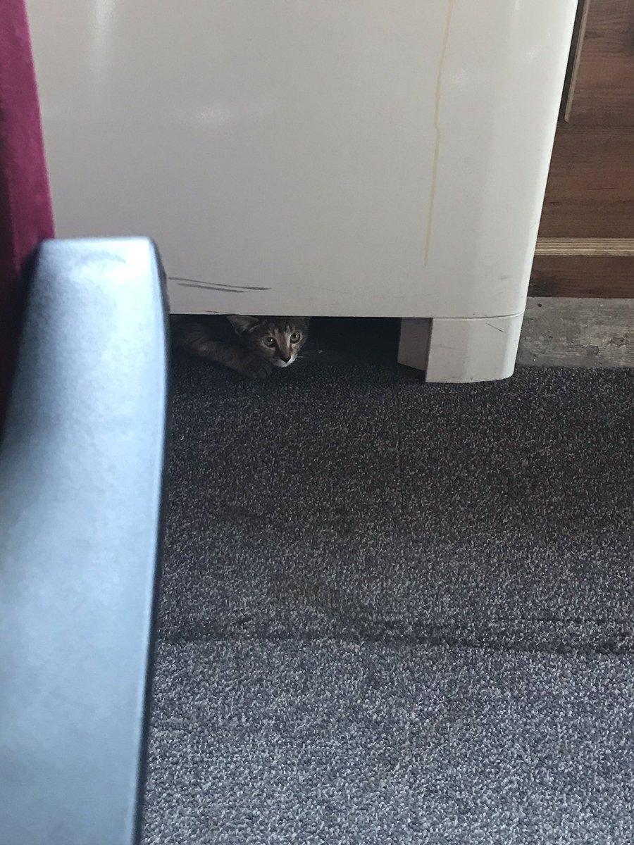 BetulHalilolu's tweet photo. Okul kütüphanesinde kedi var diye Milli kütüphaneye geldik, yine yakalandık 🙄 https://t.co/oNQhJPEGh3