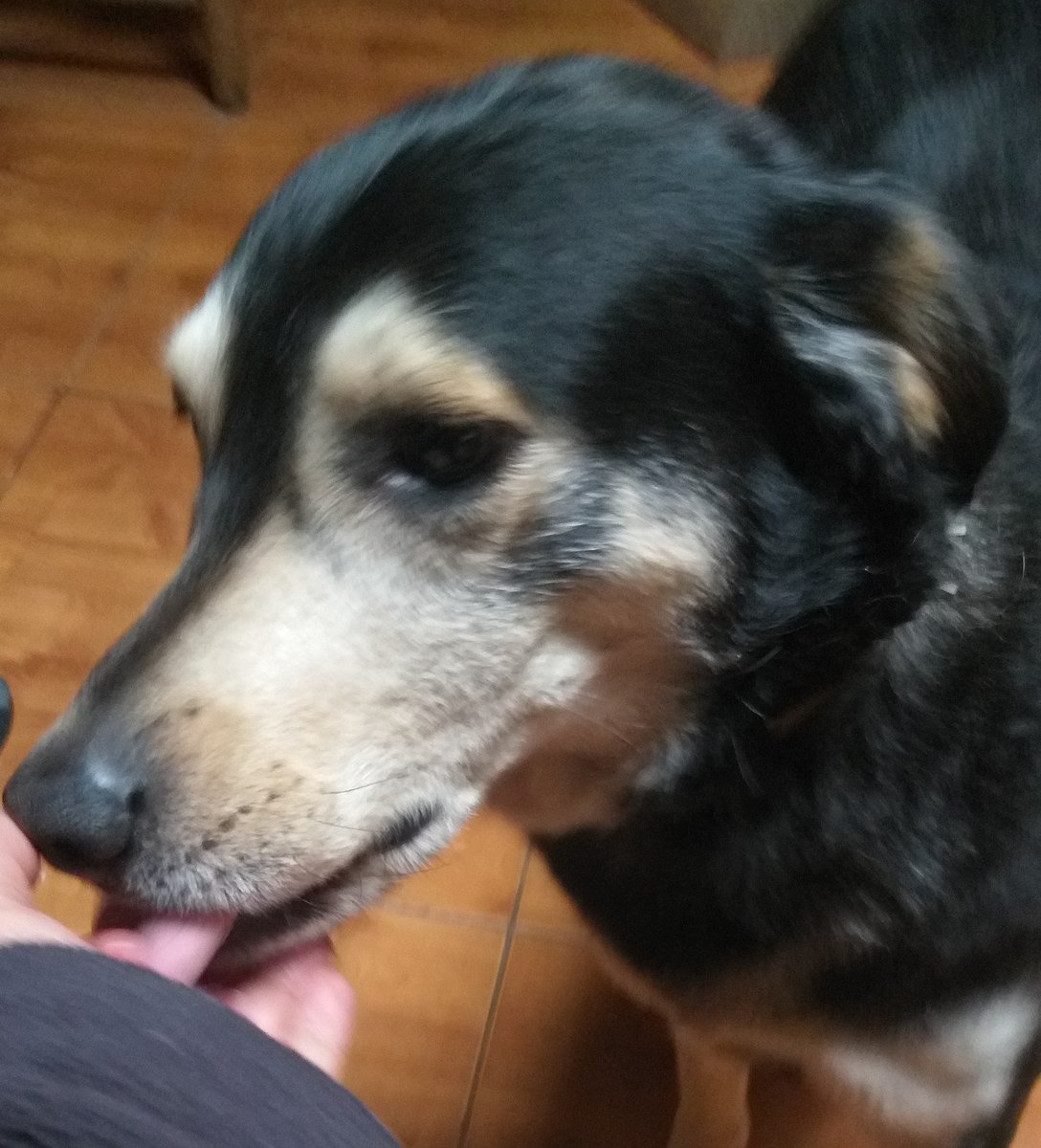 ElenaEscal's tweet photo. @24HorasTVN Eres amor #MIAMADISIMOSAM Domingo de regaloneo #MiAmigoFiel #DiaMundialDelPerro https://t.co/857AbZIzM2