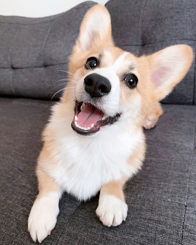 Beezzly_life's tweet photo. Some things just fill your heart without trying🙂
⠀
.
.
.
.
.
#animal #animals #pets #corgi #petstagram #summer #familytime #doglover #dogoftheday #sweet #lilthing #adorable #cute #happiness #hot #mylove #mydog #instababy #instapet #dog #pup #animallo… https://t.co/PDQAsxufpA https://t.co/p2Cr7zESJw