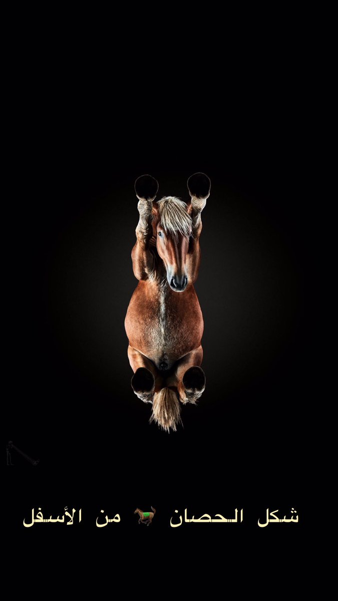 howthings_work's tweet photo. شكل الحصان من الأسفل 🐎📸 

#صباح_الاثنين https://t.co/4ZhgIOTbh6