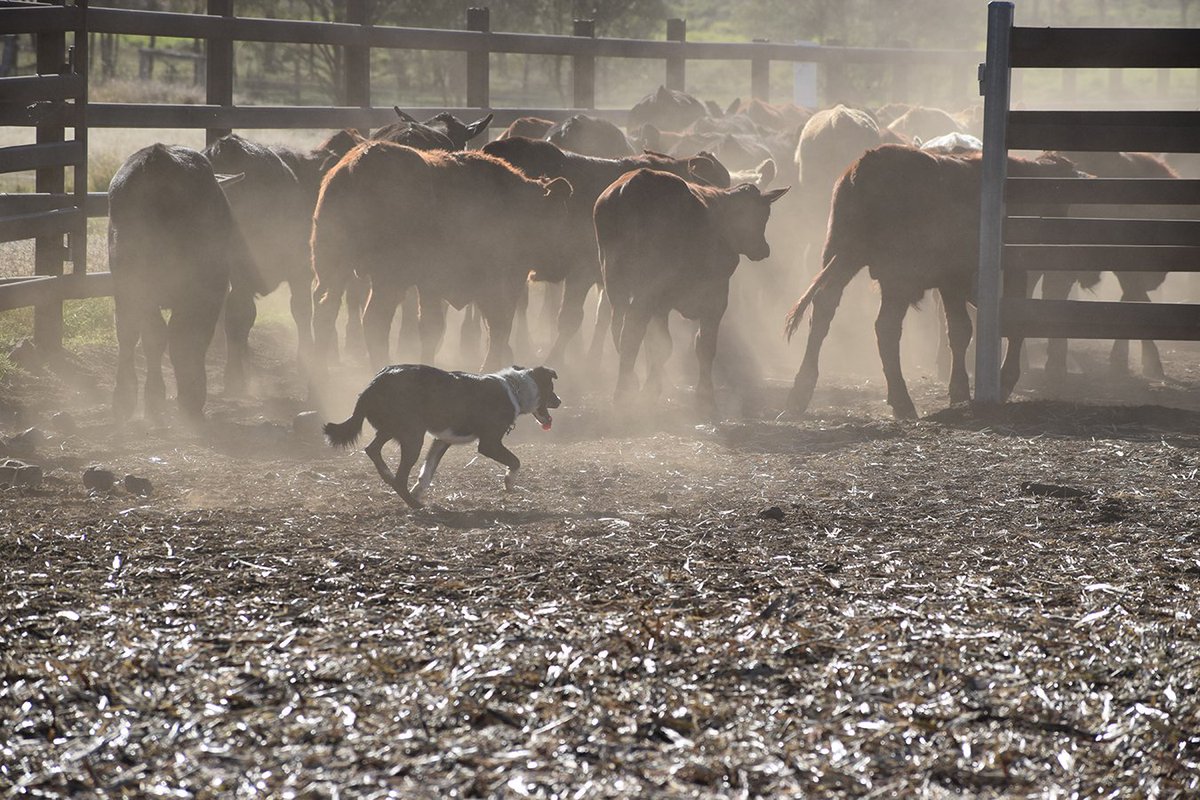 OzDogLover's tweet photo. This epic competition will soon crown #Australia’s hardest working #farmdog. Twelve #dogs from six states have been selected to compete in the #CobberChallenge for the fourth year running.
#cobberdog #workingdog 

https://t.co/Cr4Lc0n00C https://t.co/ghBzmQ6SRW
