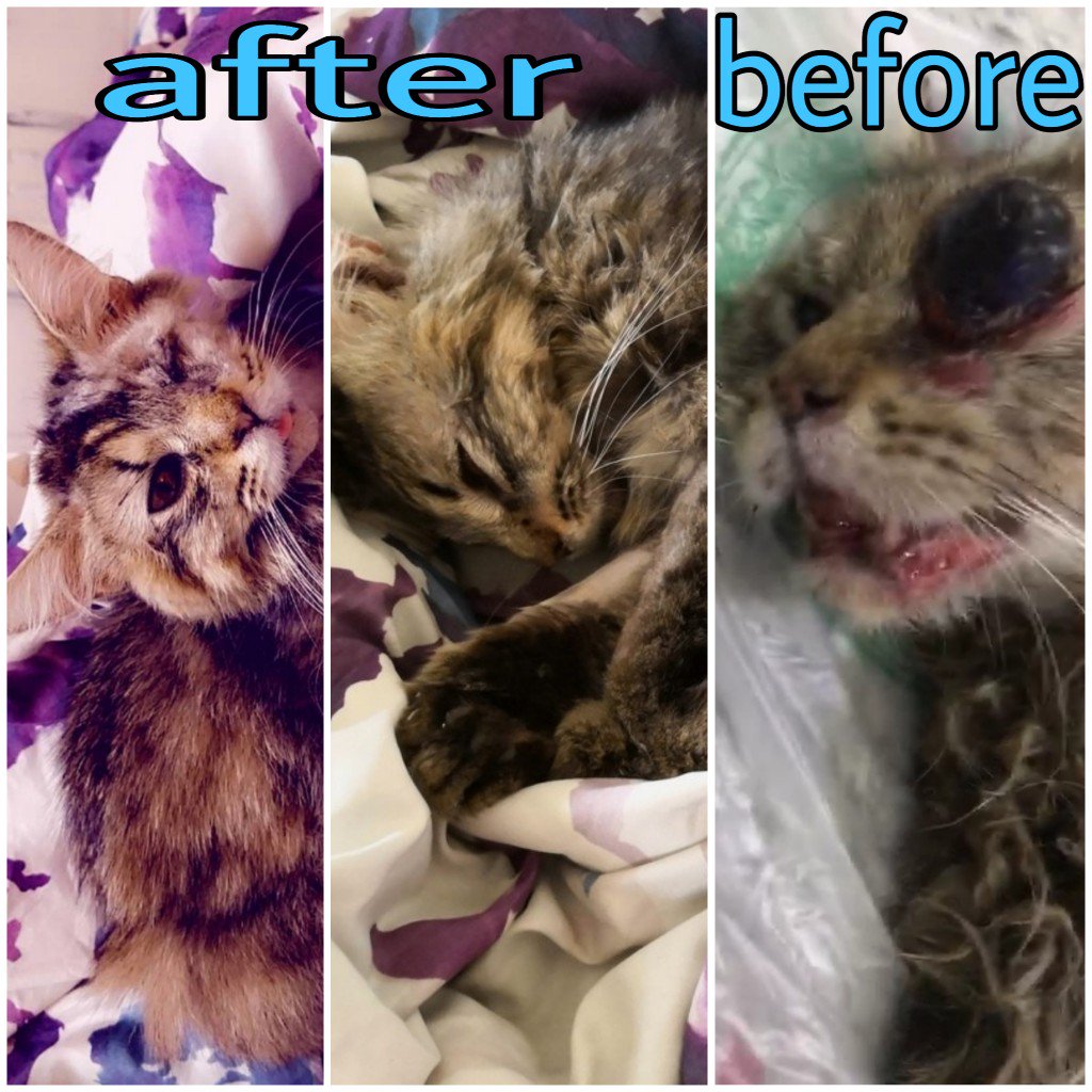 كبد رطبة🐾 tweet media