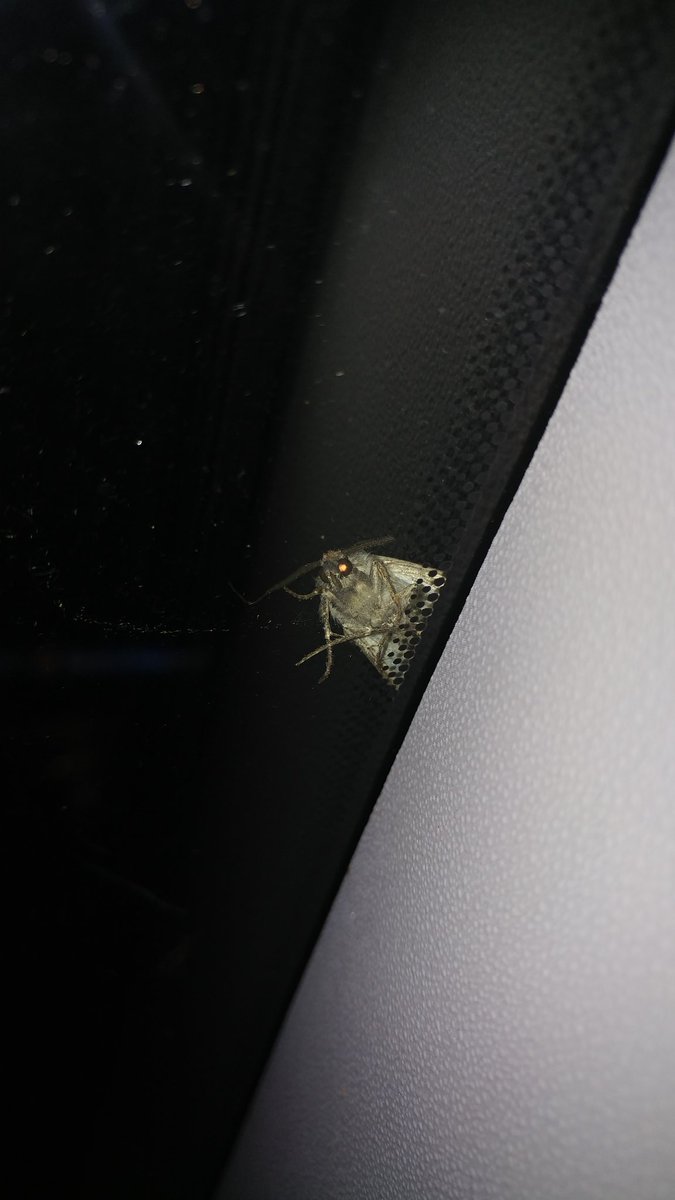 Holy shit bröther it's literally the return of mothmeme