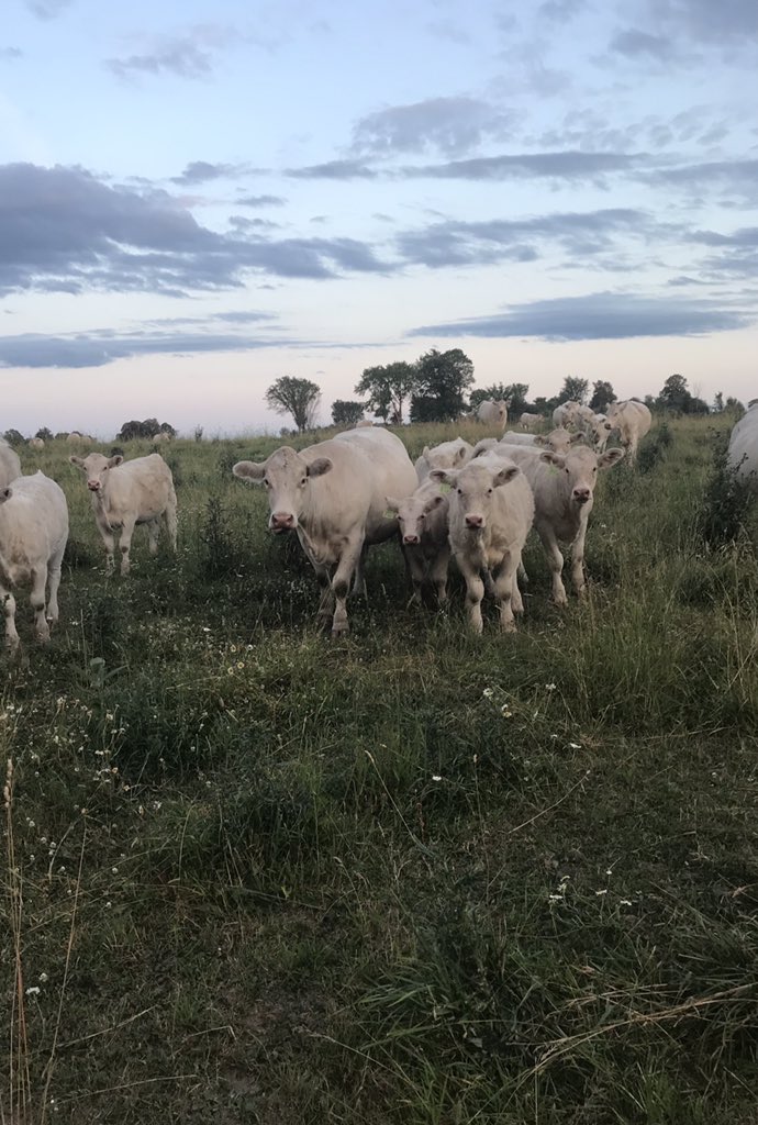 brecou9's tweet photo. These girls are sure loving Right Now with Altosid fly control. Hot and dry and hardly a fly to bother them. #purinaproactive @BrianCoughlin2 @GaryBro51707435 https://t.co/DyE1Q2LcU3