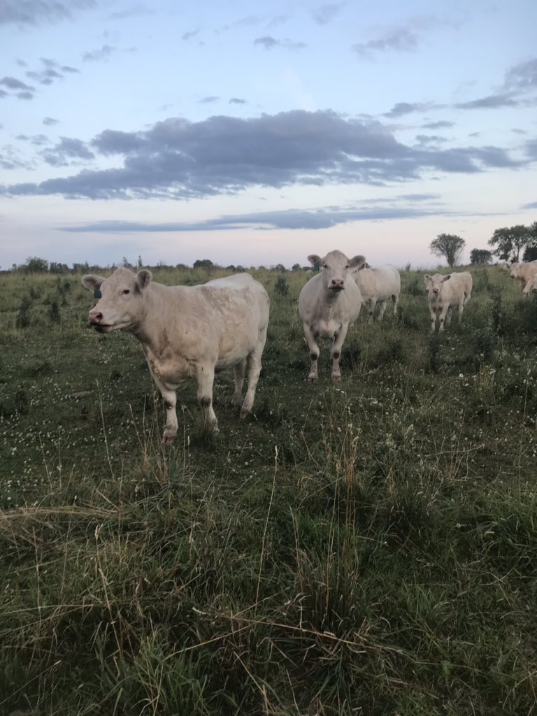 brecou9's tweet photo. These girls are sure loving Right Now with Altosid fly control. Hot and dry and hardly a fly to bother them. #purinaproactive @BrianCoughlin2 @GaryBro51707435 https://t.co/DyE1Q2LcU3