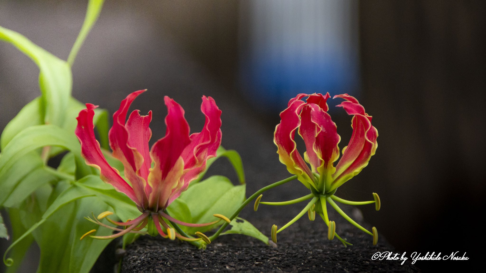 キツネユリ Twitter Search Twitter