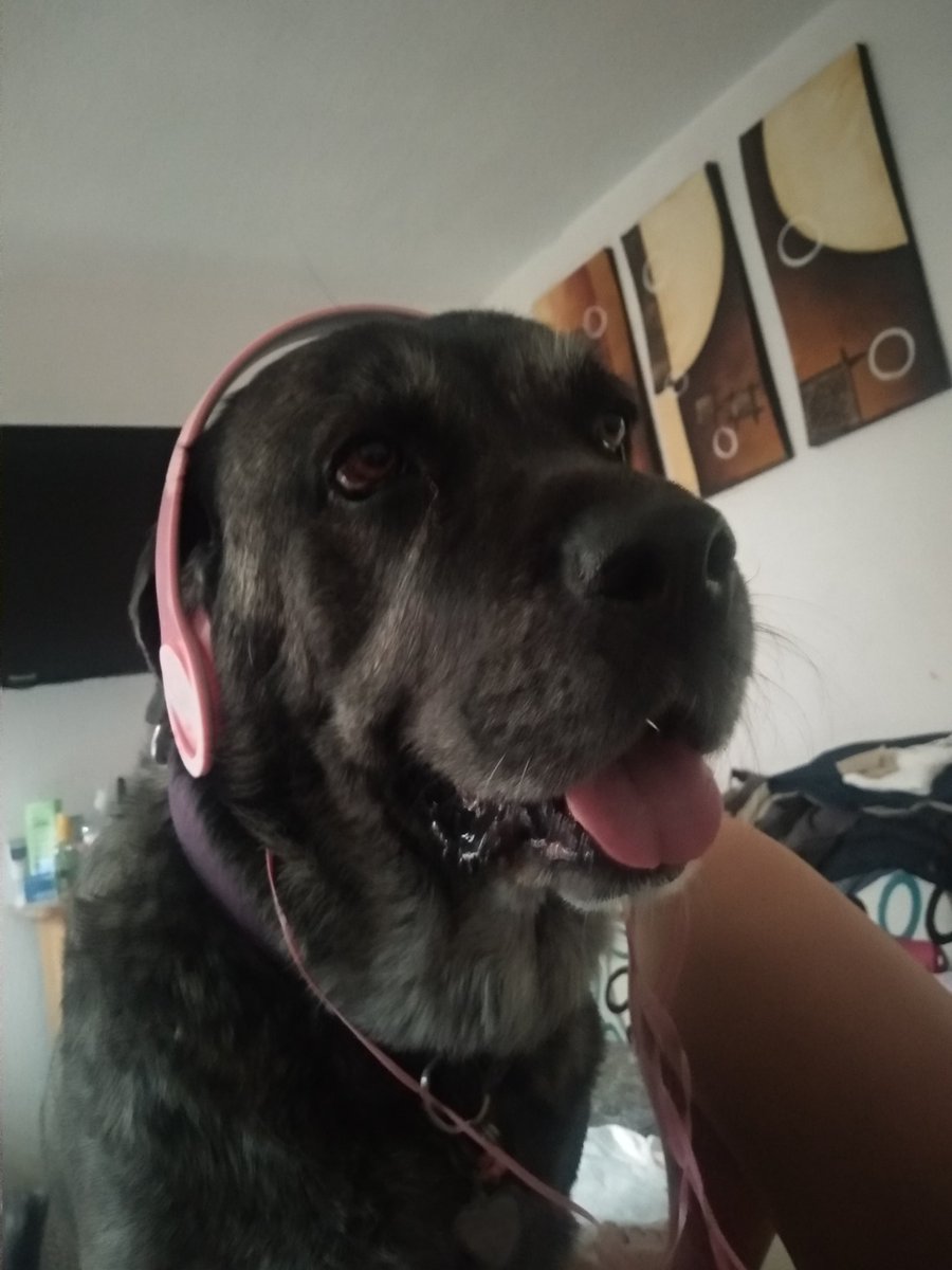 ferrg5's tweet photo. @SuavesLomitos #lomingo #DiaMundialDelPerro la bella vita! 😍 https://t.co/heINvcvyBK