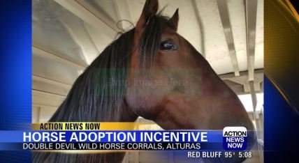 ActionNewsNow's tweet photo. This incentive to adopt a wild horse may not last long. Horses will be delivered to their new adopting families for free if you live within 8 hours of #Alturas. #ModocCo #WildHorse https://t.co/OFmB9SOGHF https://t.co/NtfmtfAPIv