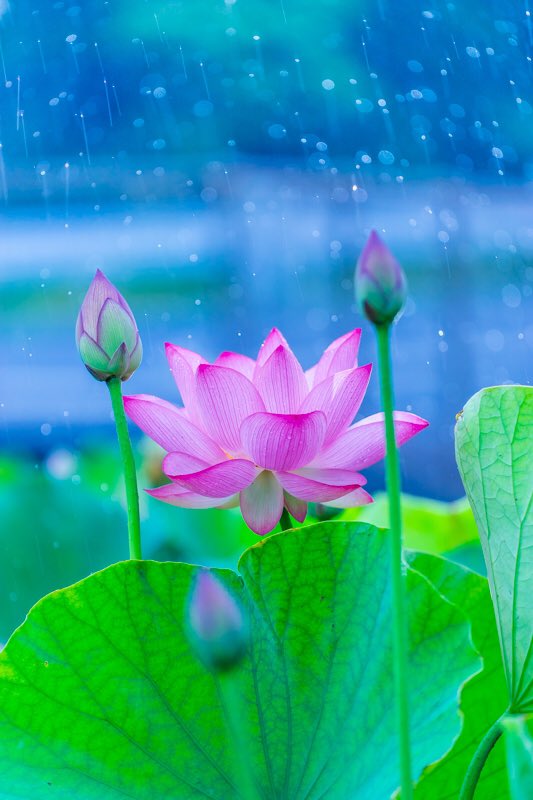 ヒトシ Hitoshi 雨の日の花 ハス 蓮 って美しいですが 筑前煮などに入ってる あのレンコン 蓮根 の花 だったりします