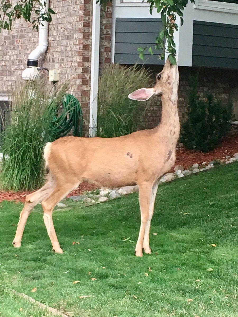 Pool, playground &amp; hiking and Everett was ready to 😴😴on the trail.