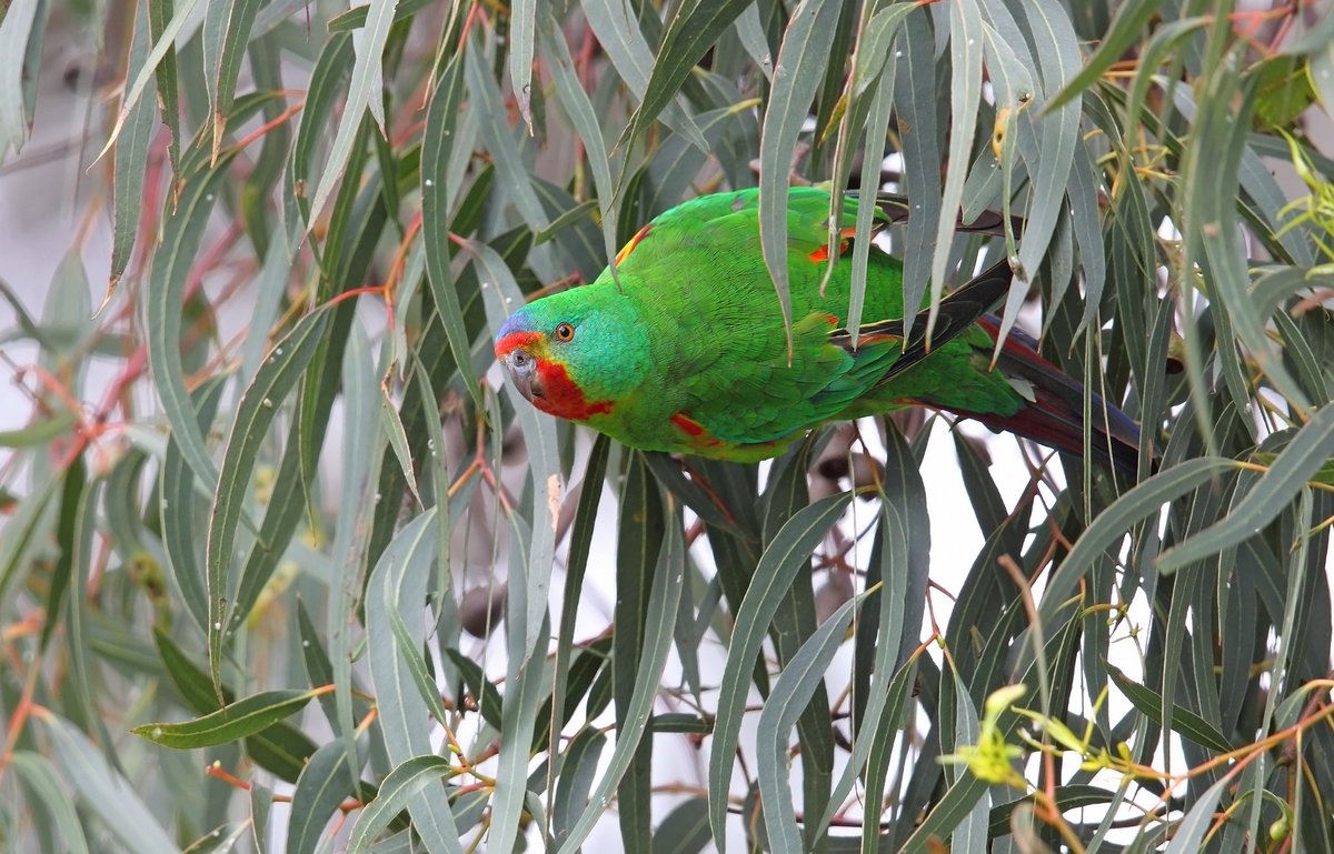 trustfornature's tweet image. Fewer than 400 #regenthoneyeaters and 2000 #swiftparrots left in the wild. trustfornature.org.au/news/2019/help…. Thanks to Chris Tzaros for pic.