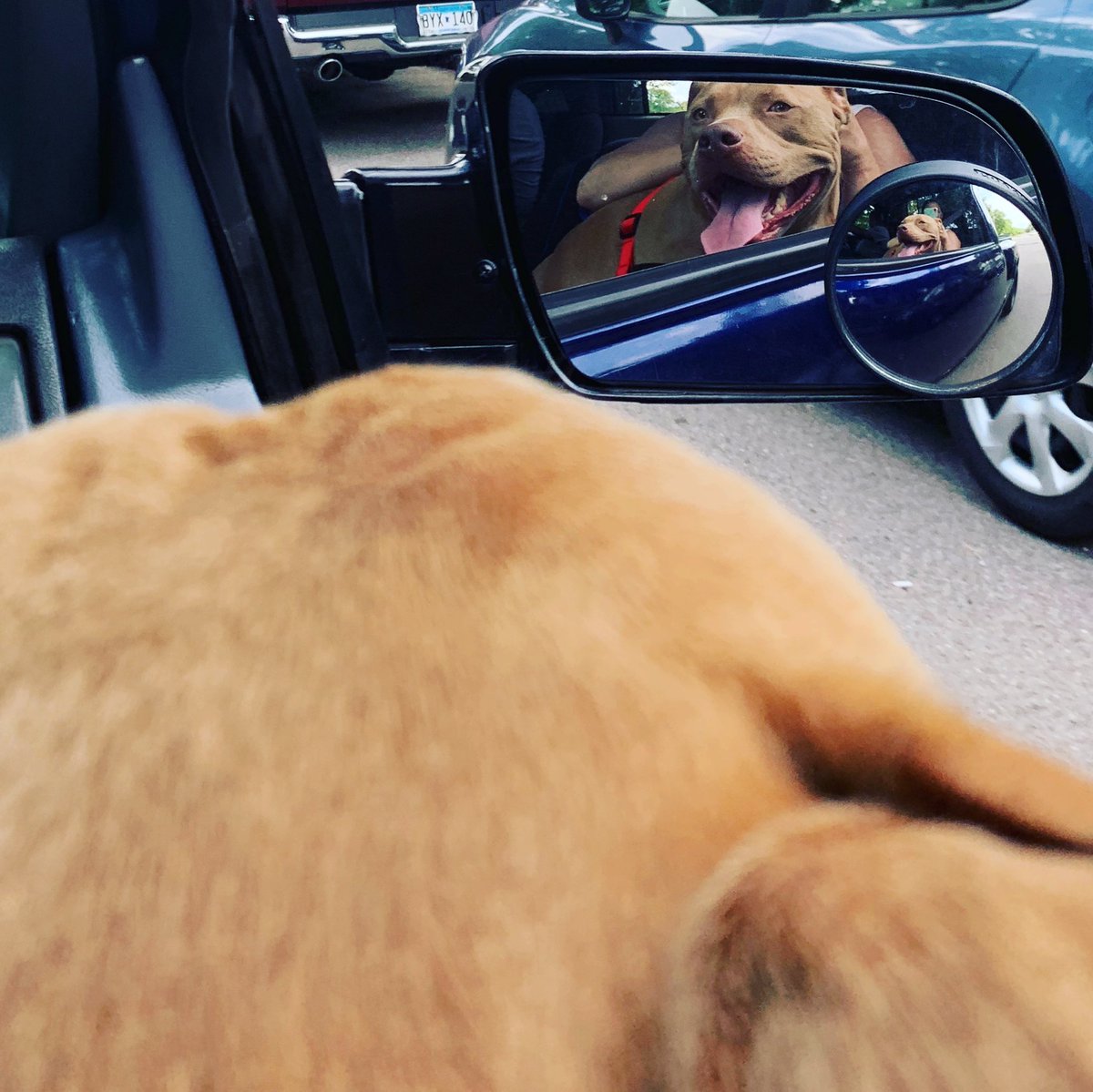 joyking's tweet image. Kash 💙’s @Kingcuz1King’s old truck #pitbullsofinstagram #bosshog #windowsdown
