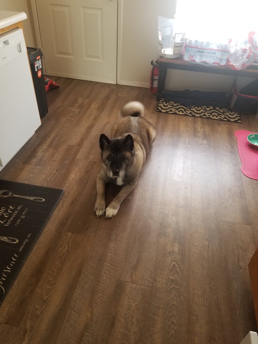 ImpishWaifu's tweet photo. When I'm in the kitchen or trying to watch TV. Lol shes worried about me. #puppy #Dog #doggo https://t.co/NuDUFSjnWi