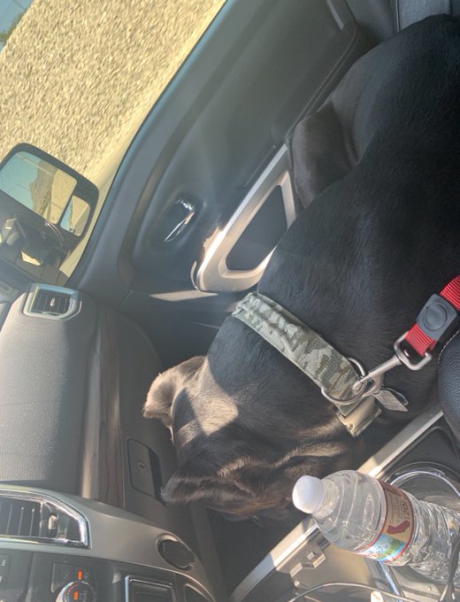 So #LukeCage was attacked by a pit bull and due to someone&rsquo;s neglect to keep their animal inside the<a href="/tag/lukecage"class="tags">#LukeCage</a>