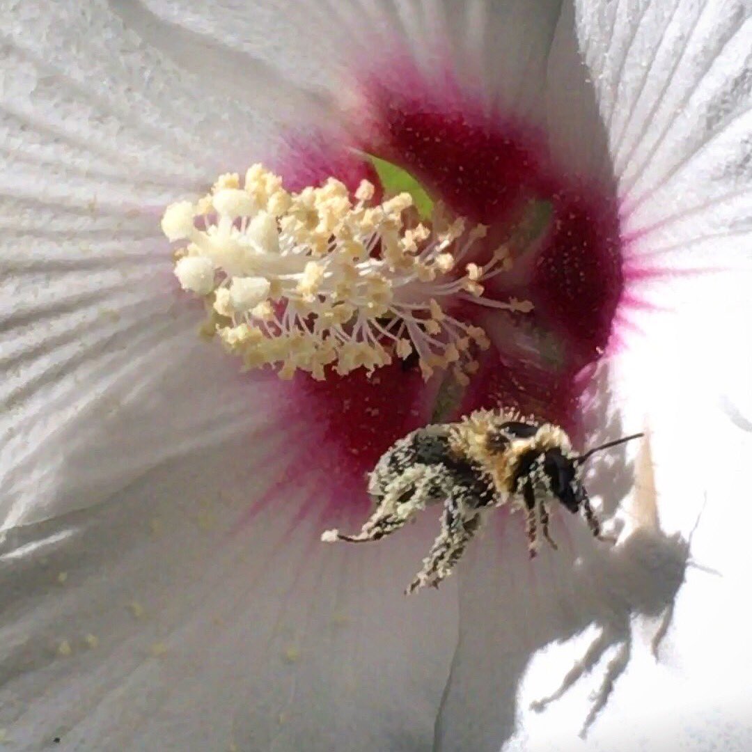 chouinardphoto's tweet photo. Bumblebee in my rose of Sharon 🐝 I want to pet him #FuzzyBee https://t.co/yc1o33I3W4