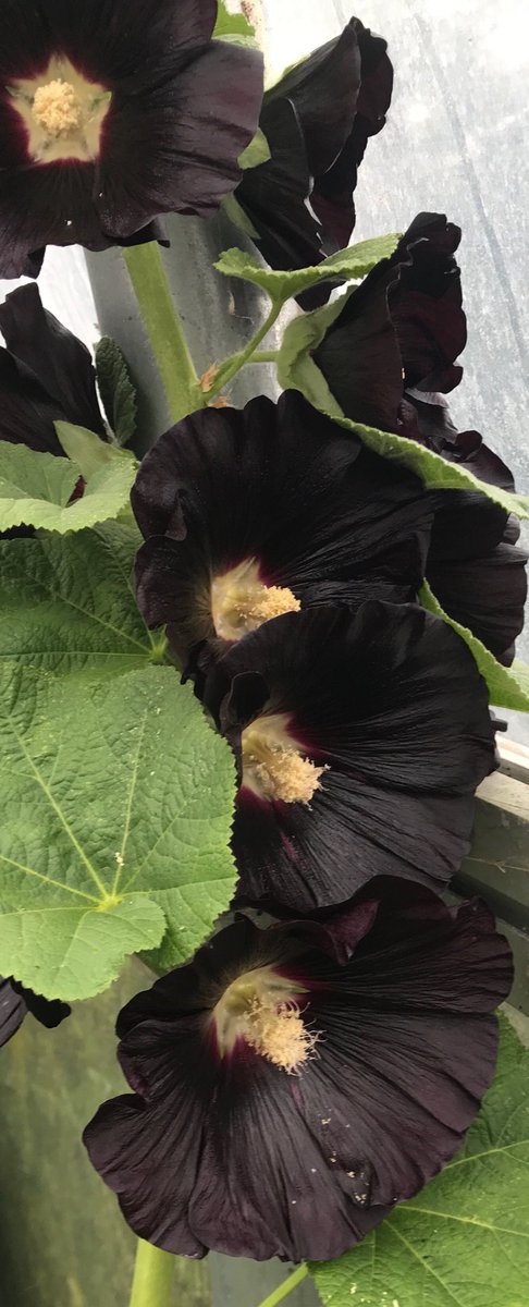 The famous Black Hollyhock was grow from seed sown the year beforehand. The petals look like they have been made from silk.
Plants can grow to about 7-8 tall with good conditions.