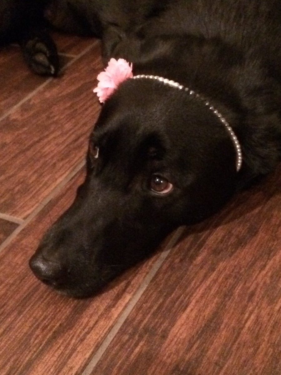 Scumbagcody's tweet photo. Somebody did a hit and run on my dog last night and then left him on the side of the road for us to find him. So I wanted to make a post celebrating the life he gave us with a few pictures from his life. Youll forever be in our lives and will never be forgotten. We love you Bolt! https://t.co/6qH4TJufC6