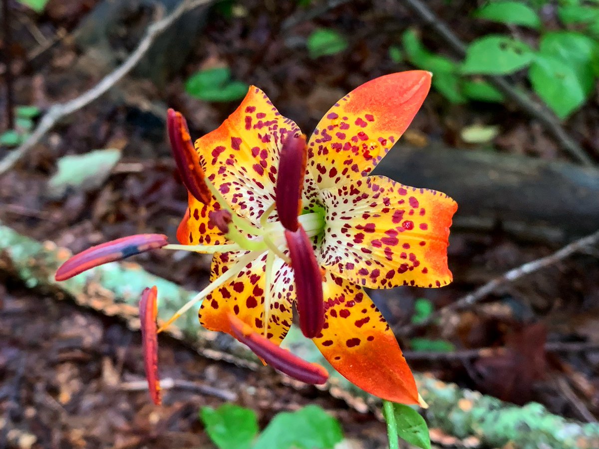 JCampy90's tweet photo. A few shots from my #SawneeMountain miles this weekend. Nature is really something isn’t it!? #RunFree #TrailRunning #TrailMiles #GA #Summer #Flowers #Mushrooms #Fungi https://t.co/PhkDl0rvDU