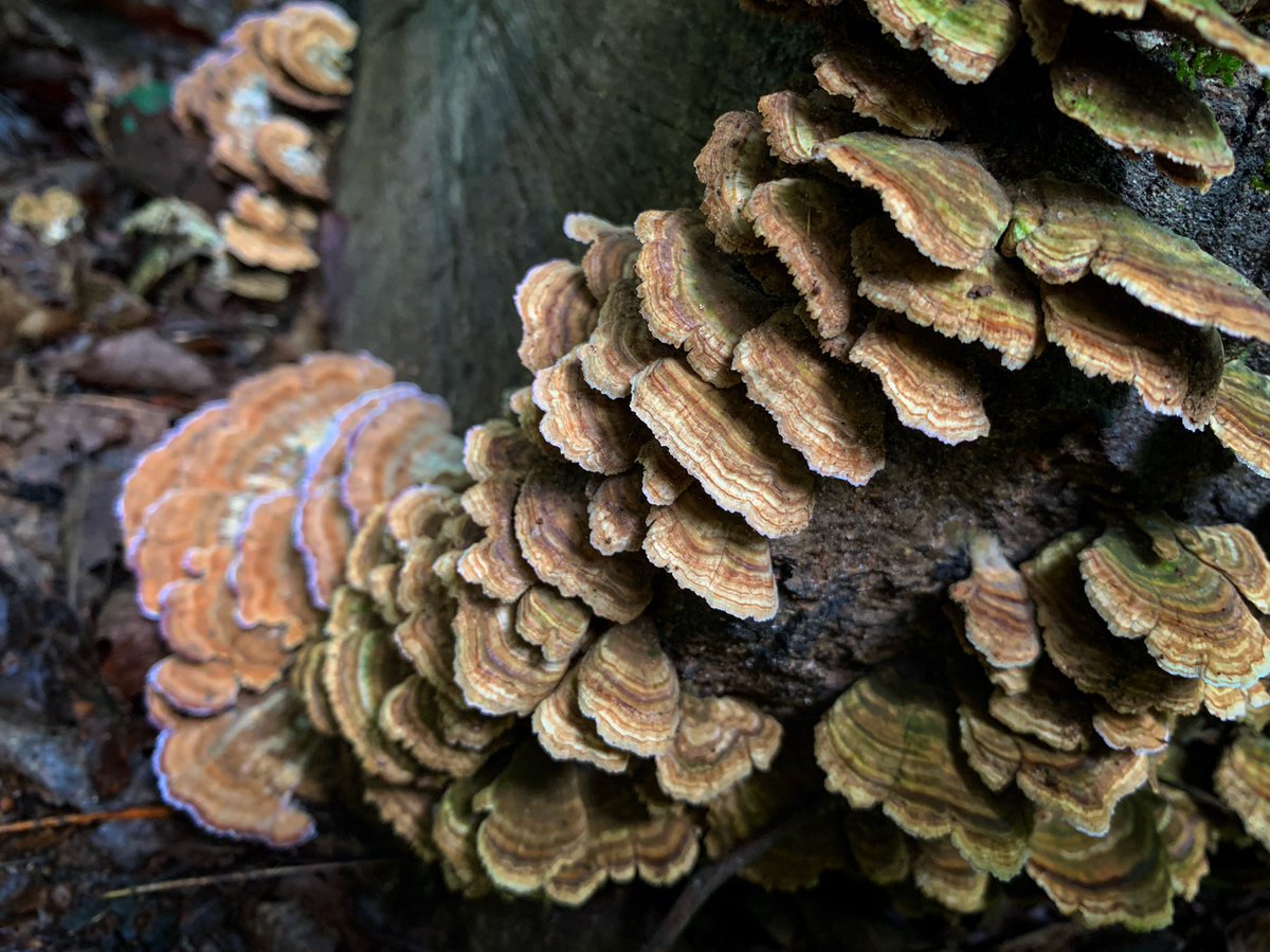 JCampy90's tweet photo. A few shots from my #SawneeMountain miles this weekend. Nature is really something isn’t it!? #RunFree #TrailRunning #TrailMiles #GA #Summer #Flowers #Mushrooms #Fungi https://t.co/PhkDl0rvDU