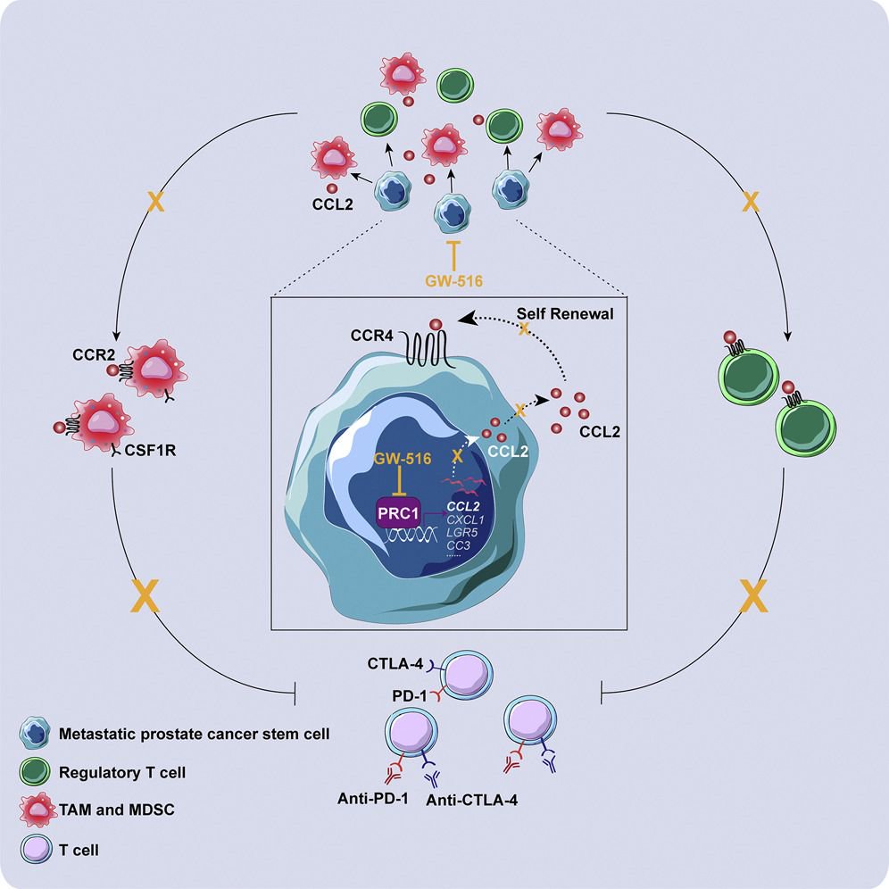 #ProstateCancer_Metastasis and #ImmuneSuppression | PRC1 inhibitor with #ImmunoTherapy suppresses metastasis | Filippo Giancotti @MDAndersonNews @Cancer_Cell buff.ly/2YePjQu