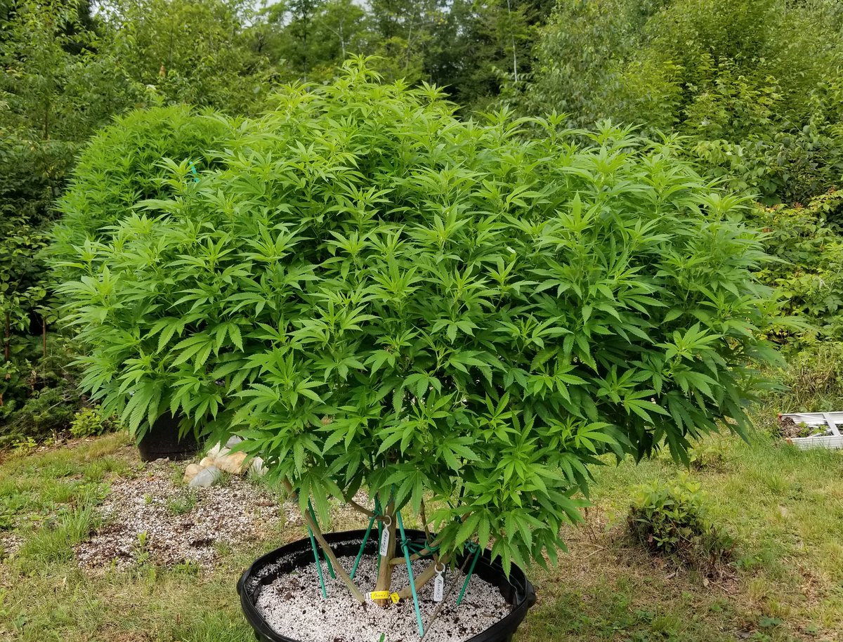 MBreedinger's tweet photo. #Phoenix3 Research project a true phenotype of AC/DC..
#Cannabis https://t.co/D6pJohJbig