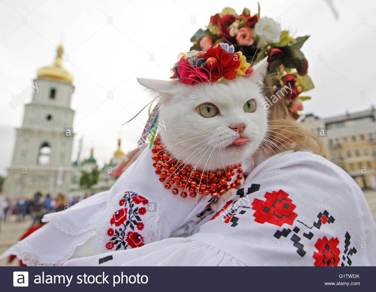 ユヤ 民族衣装を着たウクライナの猫さんが可愛すぎて滅茶苦茶画像探してしてしまいました そっと流します