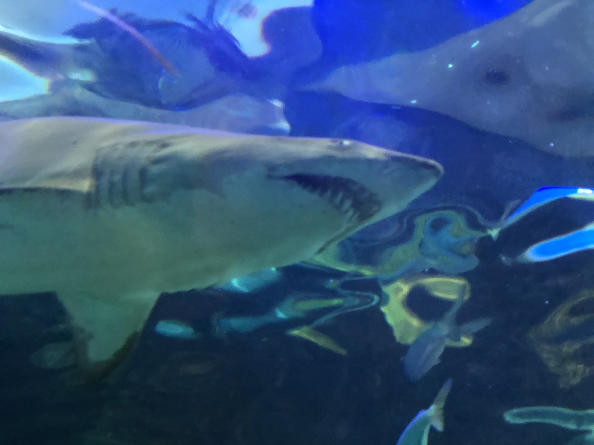 A day with my son at <a href="/RipleysAquaCA/">Ripley's Aquarium of Canada</a> #toronto has a new best attraction! #tourtoronto