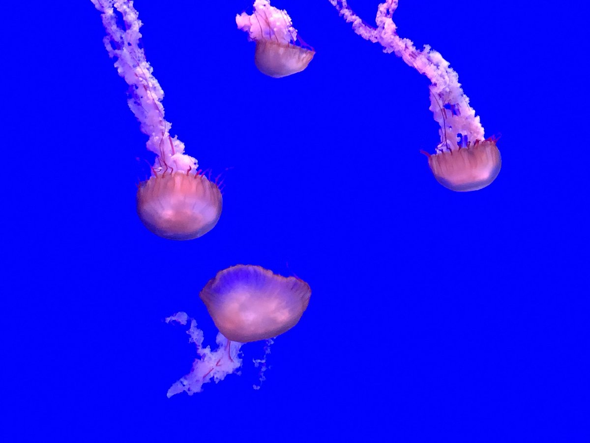 AtomRadioShow's tweet photo. A day with my son at @RipleysAquaCA #toronto has a new best attraction! #tourtoronto https://t.co/hbmRlcPSlY