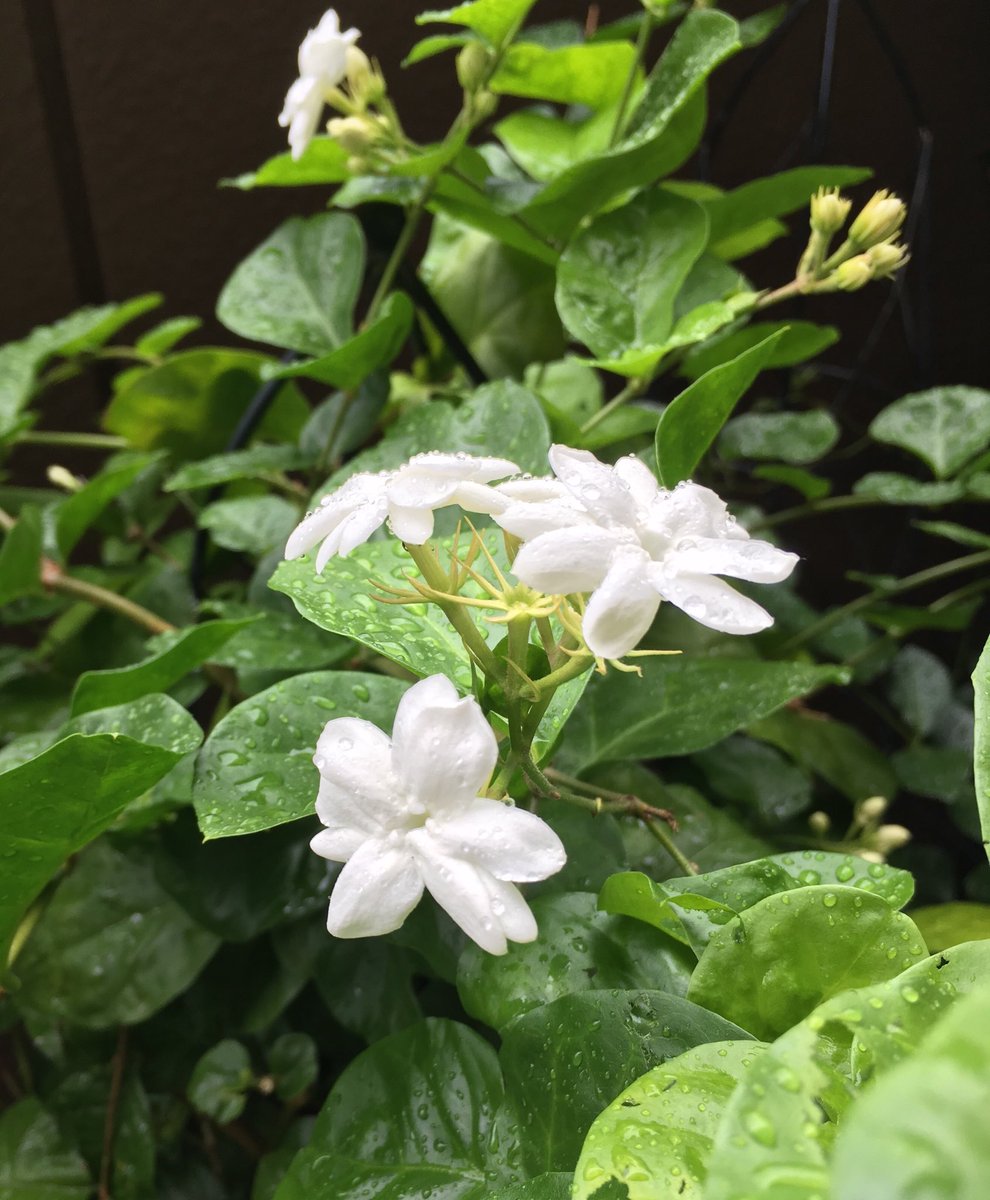 アラビアンジャスミン