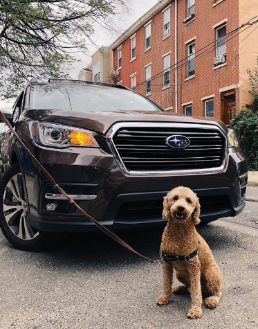 The cutest guard dog!