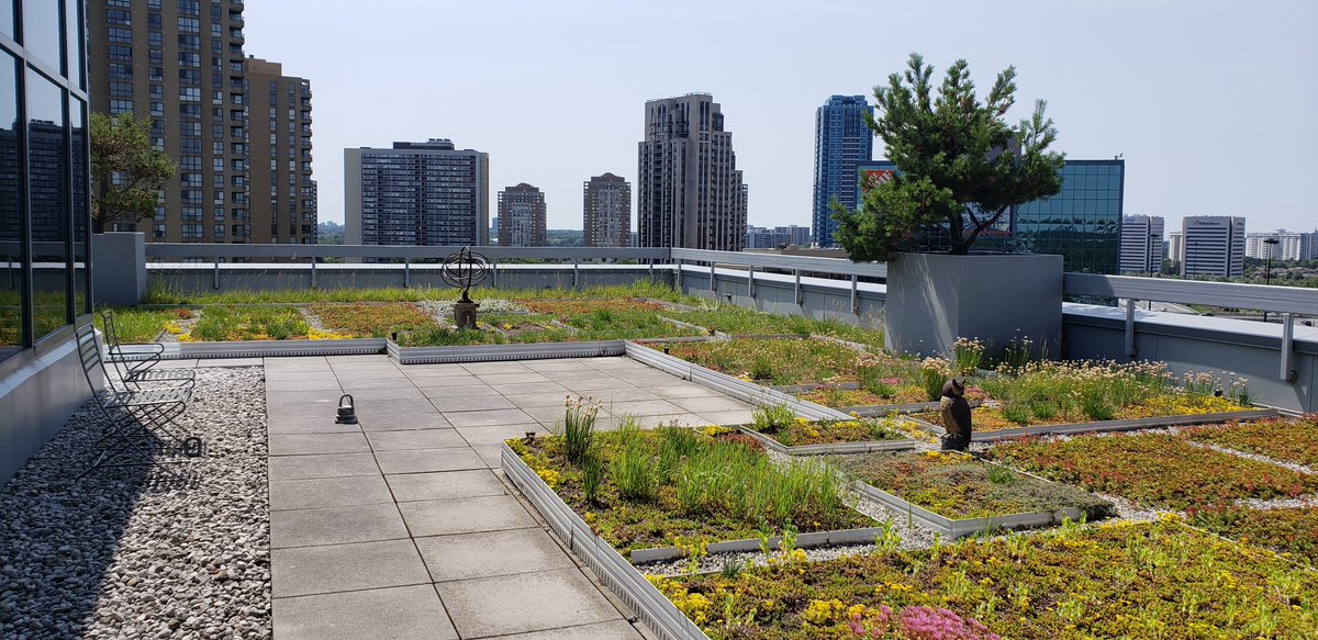 NNitinkul2007's tweet photo. A huge thank you to @DaveAtCOGS and all the teachers at @COGS for sharing their knowledge and all their support and as per special request green rooftop pics from @esricanada. https://t.co/I1OhcCAwIl
