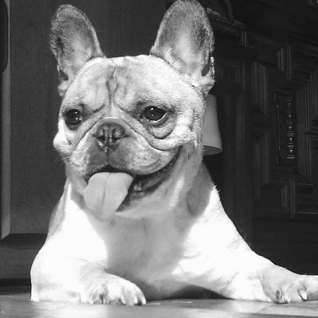 It's been a year and a day, and I still miss you, B. 💙 #gooddog #frenchbulldog #frenchie #frogdog #squishyfacecrew #batdog #batpig #ilovemyfrenchie⁠