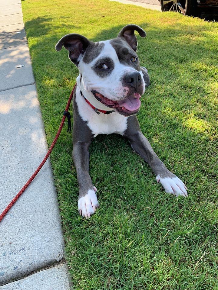 EMluvsPibbles's tweet photo. 🐶PETEY🐶ADOPT🐶A🐶BULL🐶MALE🐶
To learn more about our adoption process or to complete an adoption application, please visit👉 https://t.co/T2AGP9hgxm👈
The Merit Pit Bull Foundation
▶️https://t.co/XO4Z7IUGBP◀️
🐾@themeritpitbull 🐾
#MPBF #TEAMMERIT #BETHEWE
🇺🇸GREENSBORO, NC🇺🇸 https://t.co/rCzmdZx9H6