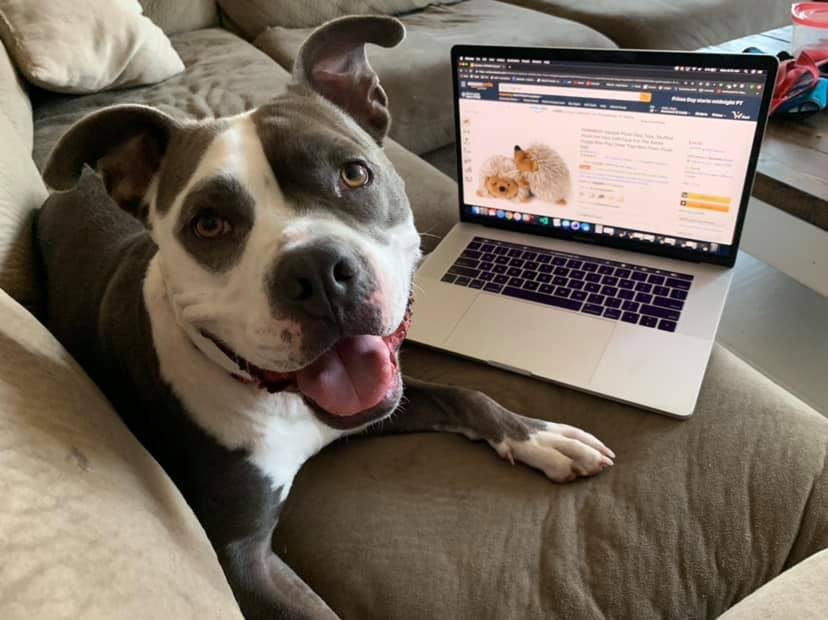 EMluvsPibbles's tweet photo. 🐶PETEY🐶ADOPT🐶A🐶BULL🐶MALE🐶
To learn more about our adoption process or to complete an adoption application, please visit👉 https://t.co/T2AGP9hgxm👈
The Merit Pit Bull Foundation
▶️https://t.co/XO4Z7IUGBP◀️
🐾@themeritpitbull 🐾
#MPBF #TEAMMERIT #BETHEWE
🇺🇸GREENSBORO, NC🇺🇸 https://t.co/rCzmdZx9H6