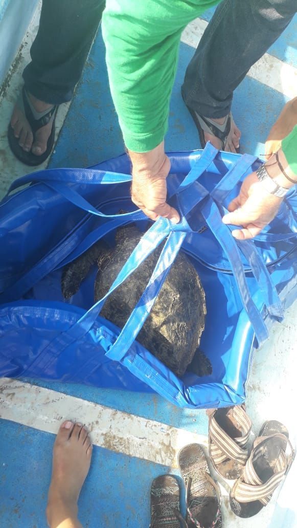 g_tortuguero_ca's tweet photo. #DondeEstaDonChuy : exitoso monitoreo de tortugas carey en el Parque Nacional de Cabo Pulmo con @PNCaboPulmo Cabo Pulmo Beach resort y @PulmoAmigos Se marcó una tortuga carey! Felicidades a todos los integrantes del grupo!
#ICAPO #Carey #ConstruyendoRedes @RED_ICAPO https://t.co/DrnPGjRBjX