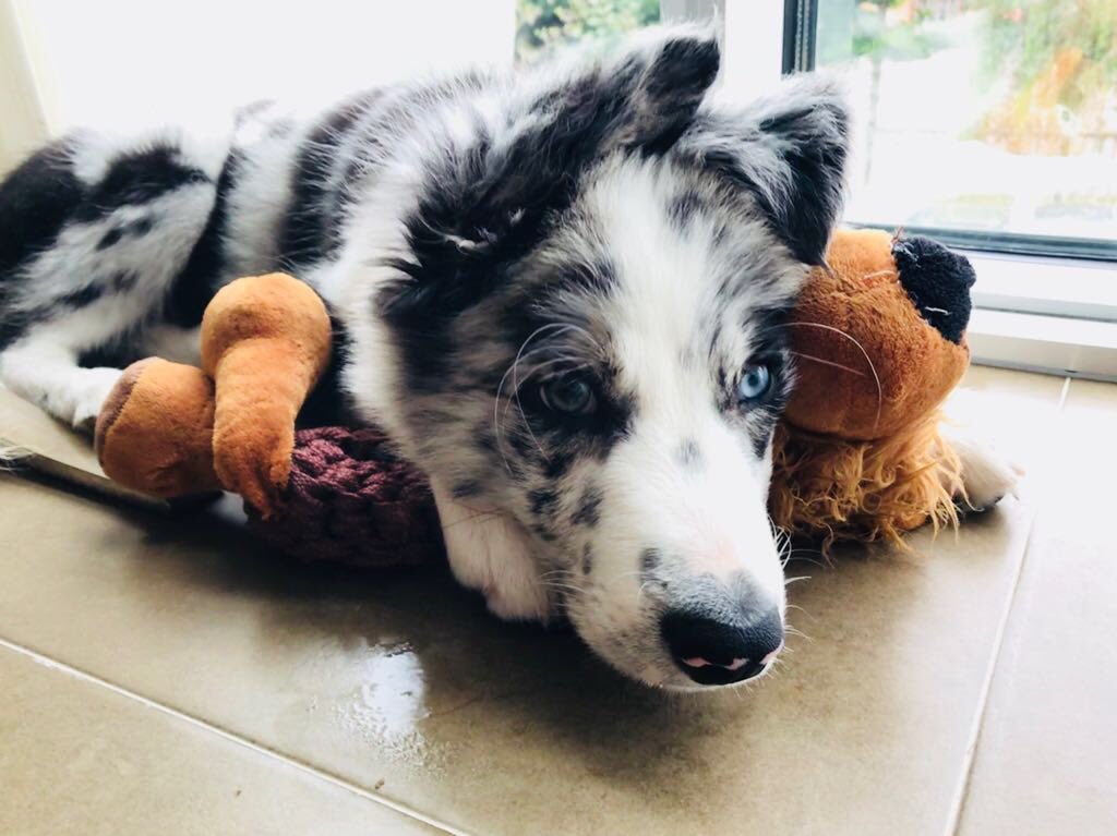 Alvaro foz tweet media