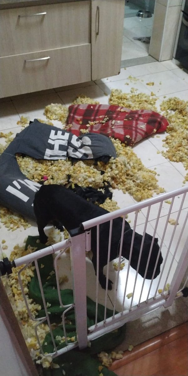 Aline_Freire's tweet photo. Poxa @showdavida passei o mesmo perrengue aqui essa semana. Ninguém me patrocinou... Patrocina nós @zee_dog , nunca te pedi nada... 😭
#jakesafado #fantastico #dog #showdavida #caodemonio #demonho #cachorrodestruidor #ortobom https://t.co/bzk5fLiTUY