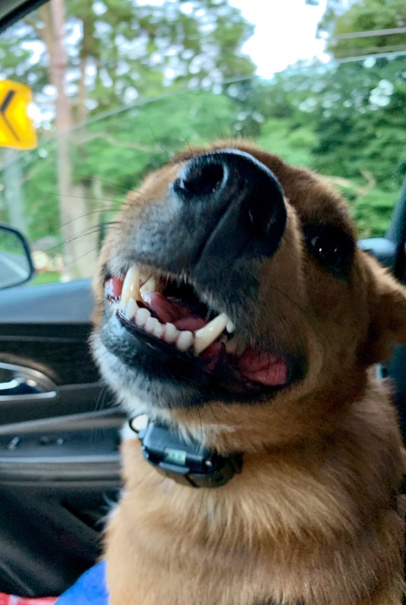 o2_kim's tweet photo. When your fur baby is so excited to get to the park he doesn’t pay attention to what he’s doing and pees all over his own front legs....🤦🏼♀️😂 #furbabies #halfaussie #soproud https://t.co/jn7caiF1gV