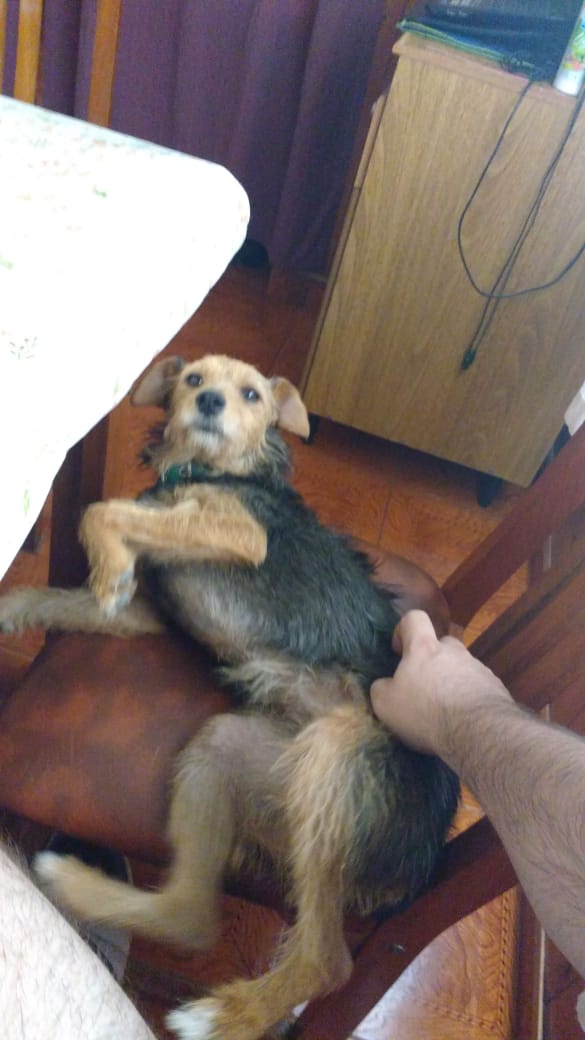 BustamanteEnzo's tweet photo. Hoy se perdió mí perrita en la zona de Pellegrini al 1300, porfavor si alguien sabe algo o la encuentra que me contacta porfavor, agradecería la difusión! Responde al nombre de Kitty, muchas gracias! https://t.co/U1vXLUx041