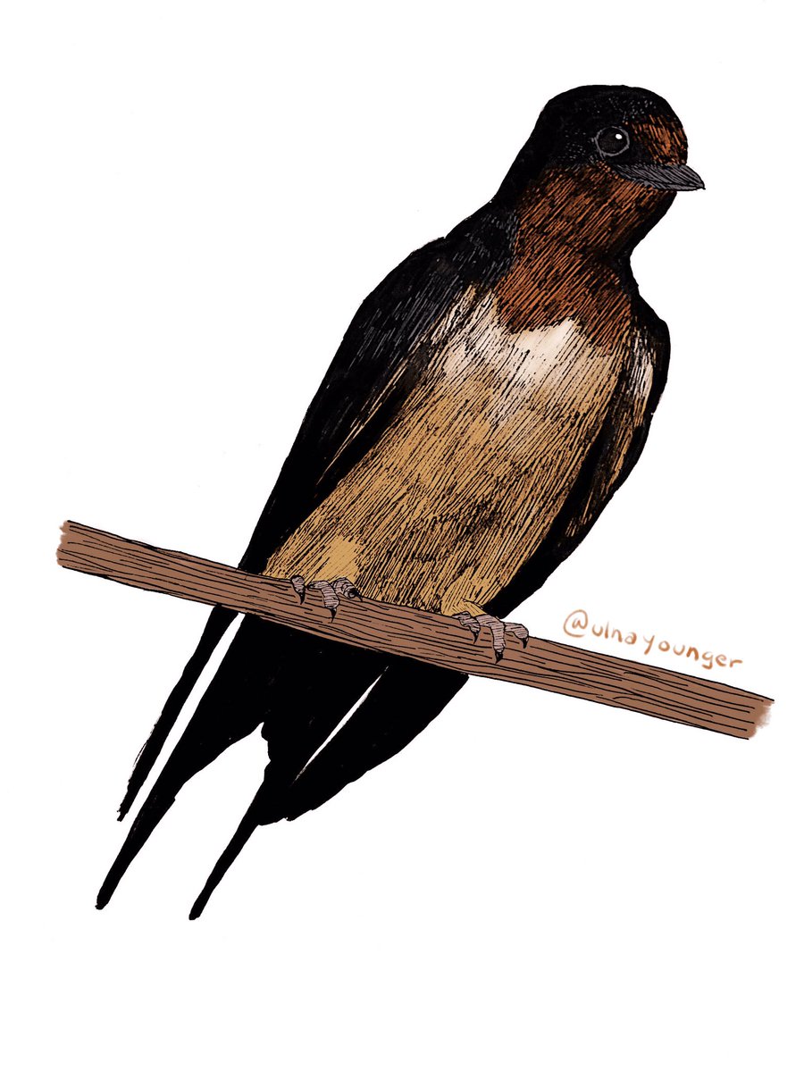 ulnayounger's tweet photo. Day 21: Barn Swallow #BirdsOfJuly #BirdsOfJuly2019 https://t.co/1mHQkiF19J