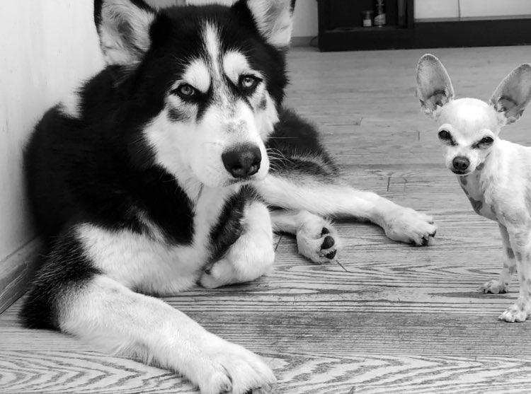 Día del perro ♥️