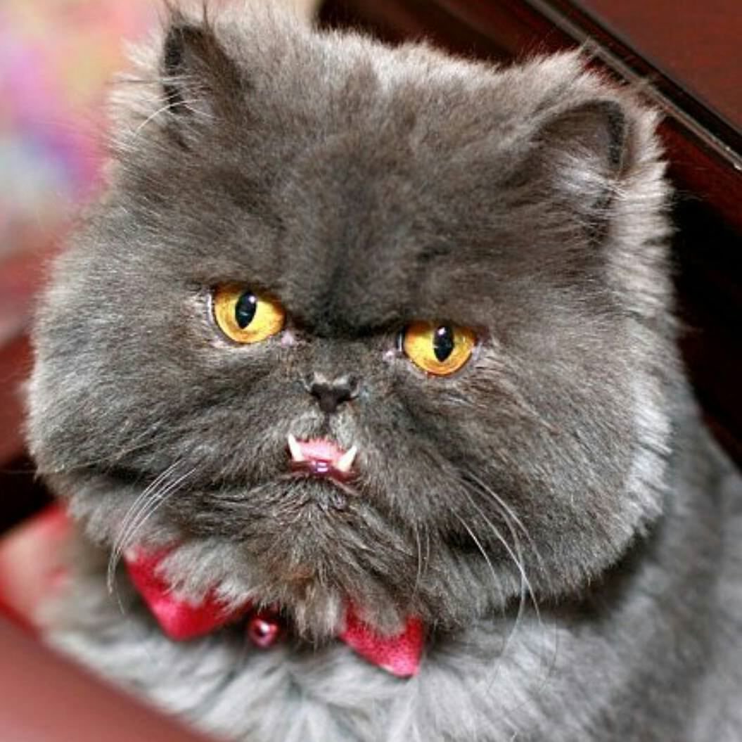 Grumpy mode on ...
#Cats #Cat #Kittens #Kitten #Kitty #Pets #Pet #Meow #Moe #CuteCats #CuteCat #CuteKittens #CuteKitten #MeowMoe
https://www.meowmoe.com/413207/grumpy-mode-on-57/ …
.