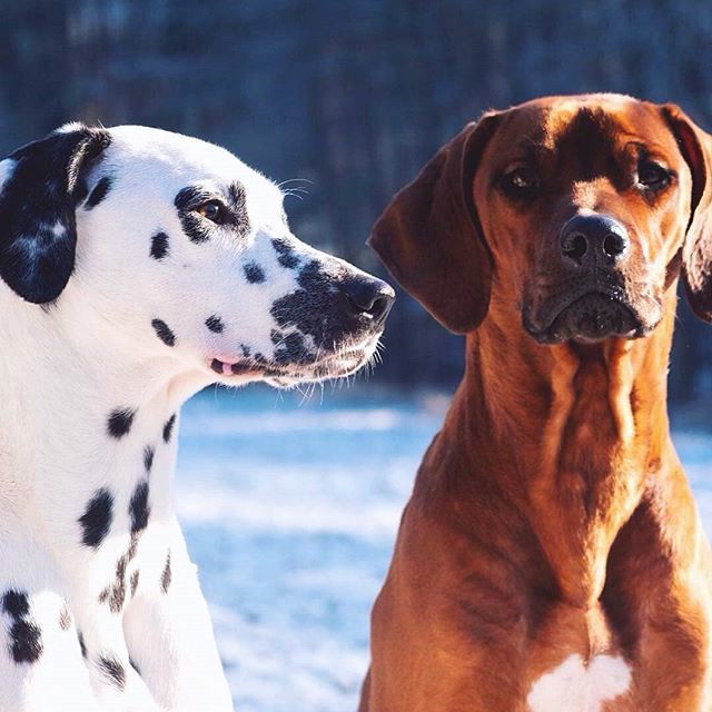 abdolive97's tweet photo. #Repost @inspector_rather_short
• • • • •
'breit gebaut / braun gebrannt / 100kg Hantelbank '

#models #instamodels #instagood 
#volunteer #bestfriends #outside #landscape #photography #dog #animals #love #dalmatian #rhodesianridgeback #streetmix #wokeuplikethis #fun #ma… https://t.co/3JR2h5m67s