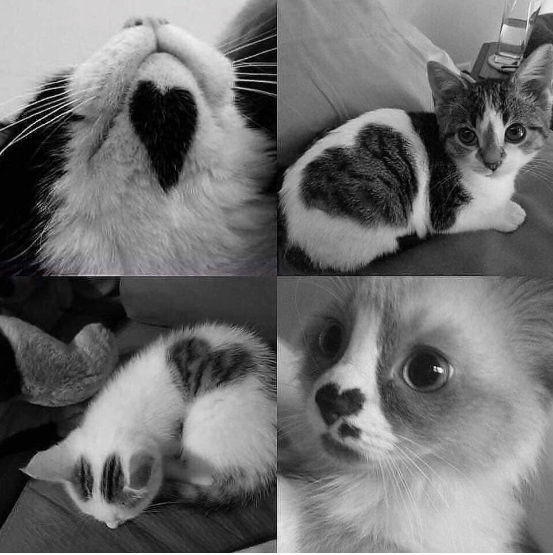 KittyKatFlat's tweet photo. Your cats love you, but if you needed any further confirmation, this is it. #kittykatflat #atxcats Credit: Cats lovers (Instagram) https://t.co/lCEcg3urhV