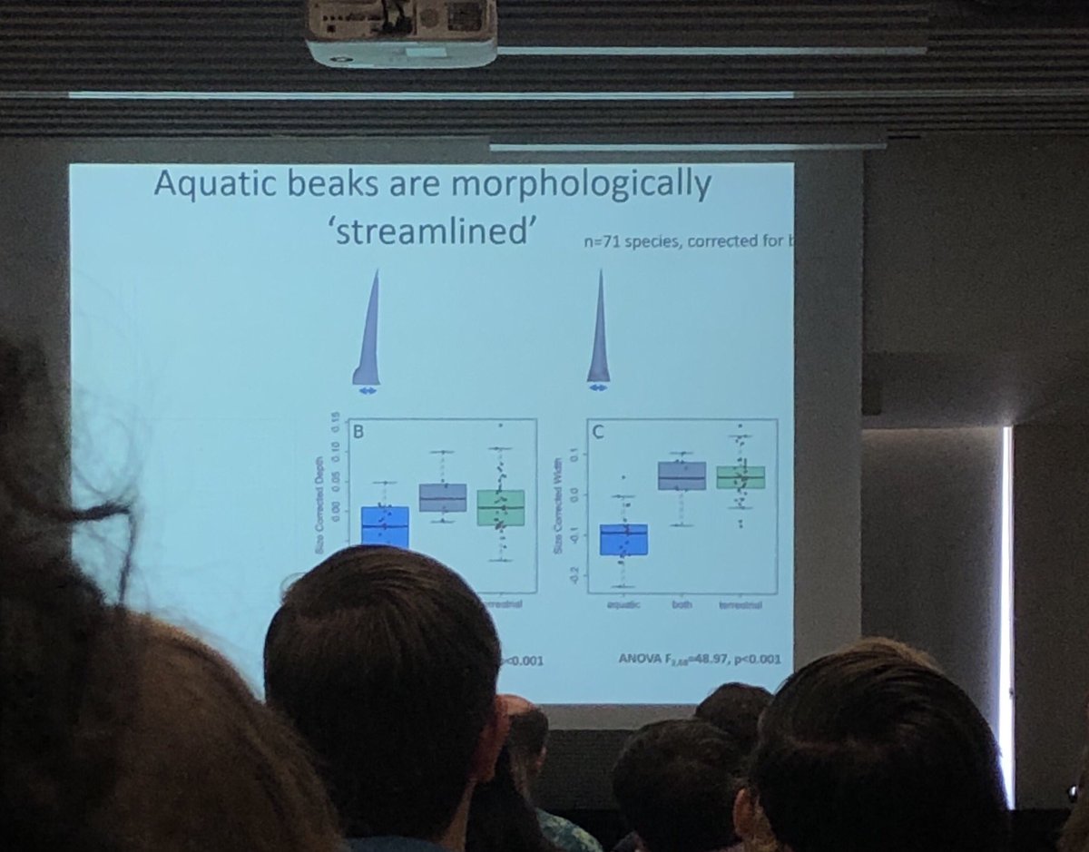fishandfreckles's tweet photo. Turns out, diet doesn’t explain much variation in bird beaks. @kriscrandell tells us how birds navigate in fluids using water + wind tunnels and computational modeling. Cool! #SkeletonsInMovingFluids #ICVM19 https://t.co/6tV2OvpqUL