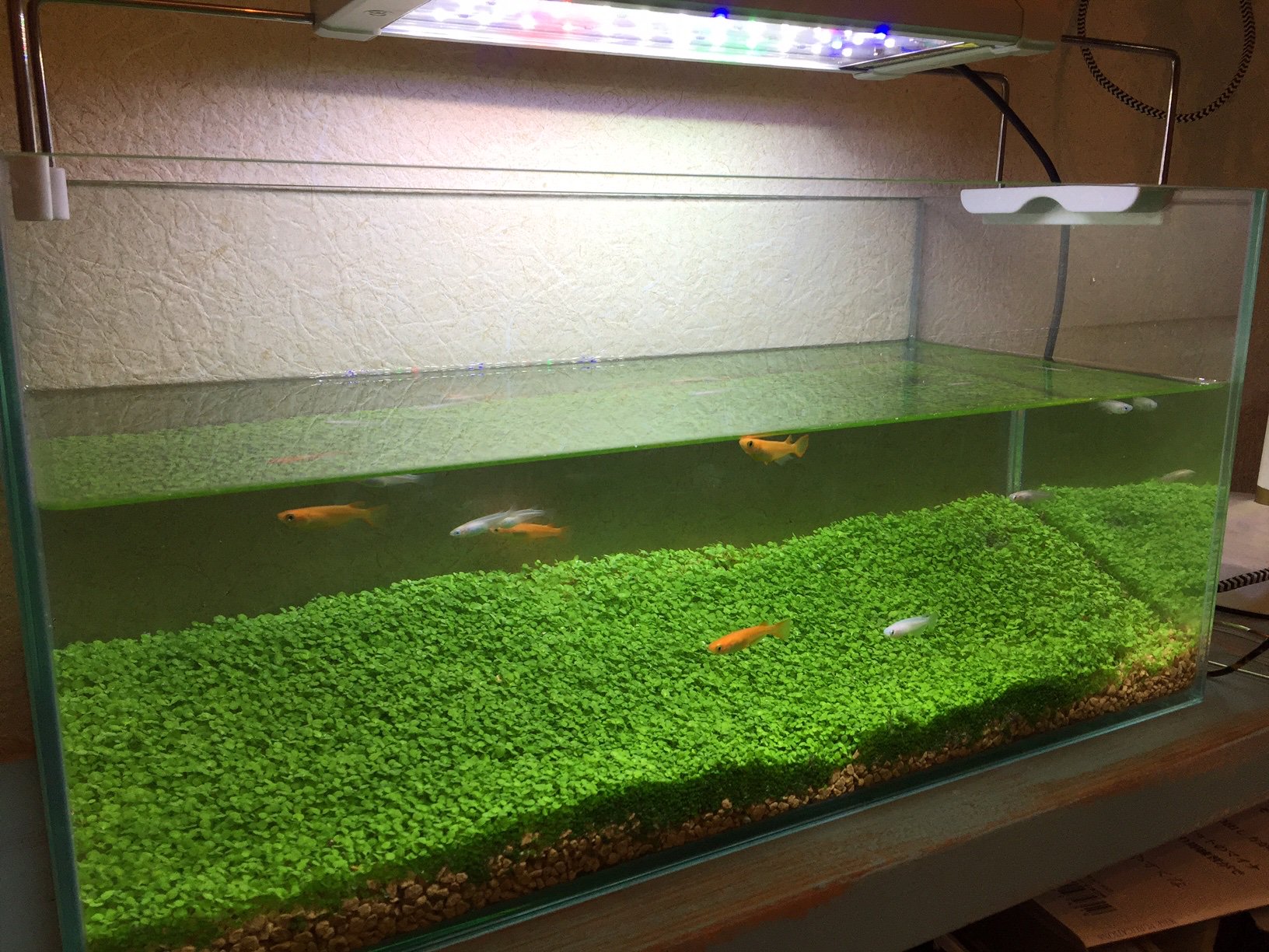 東京幻想 8 3 作品集 発売決定 水草の絨毯が十分育ったので メダカを戻しました あまりの美しさにただただ静観しております T Co 9yuoia590b Twitter 東京幻想 8 3 作品集 発売決定 水草の絨毯が十分育ったので メダカを戻しました あまりの美しさにただただ静観しております T Co 9yuoia590b Twitter