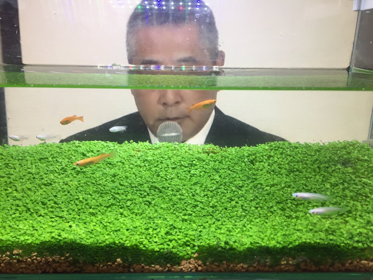 東京幻想 水草の絨毯が十分育ったので メダカを戻しました あまりの美しさにただただ静観しております 東京幻想 水草の絨毯が十分育ったので メダカを戻しました あまりの美しさにただただ静観しております